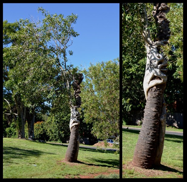 06Kingaroy3.jpg - Apex Park; Strangler Fig, doing what they do
