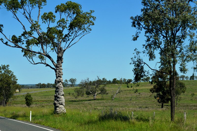 DSC_0019.JPG - Another unusual tree north of Kingaroy