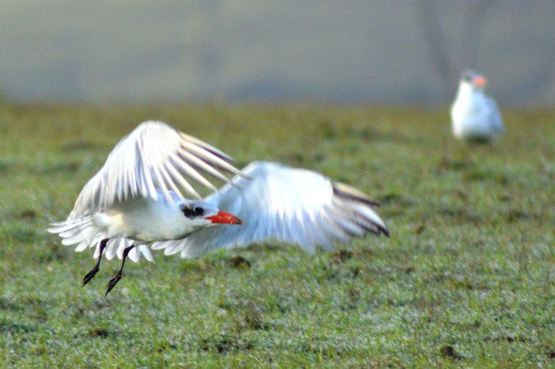 DSC_0034.JPG - Mostly large Terns - about 1m wingspan