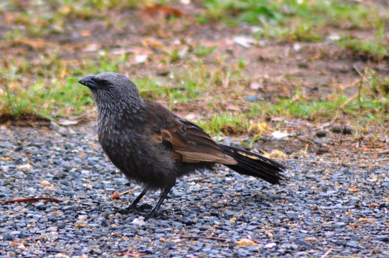 DSC_0003apostlebird446.JPG - At Marlborough, Apostlebirds; aka - Grey Jumper, Happy Family, Lousy Jack, Twelve Apostles (page 446)
