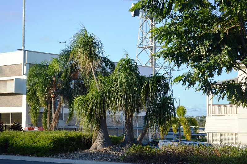 DSC_0055.JPG - Bowen town centre - Pony Tail palms