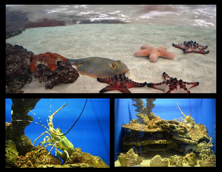 06Tville10.jpg - Townsville; Great Barrier Reef Aquarium (Reef HQ)