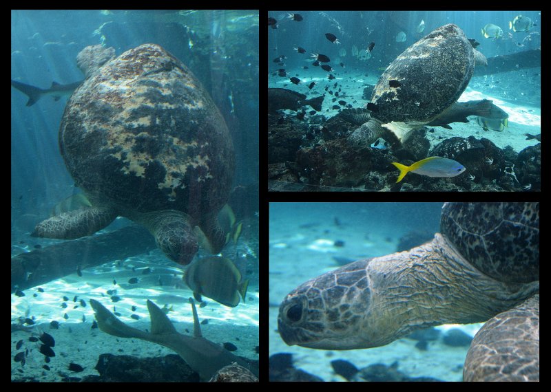 06Tville5.jpg - Townsville; Great Barrier Reef Aquarium (Reef HQ)