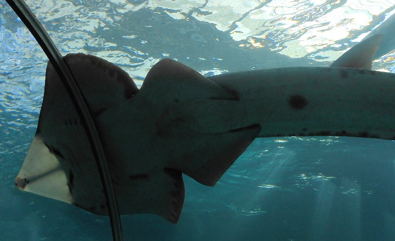 DSCN1670.JPG - shark tank