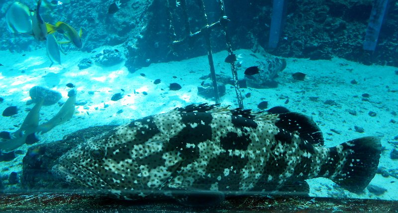 DSCN1675.JPG - groper