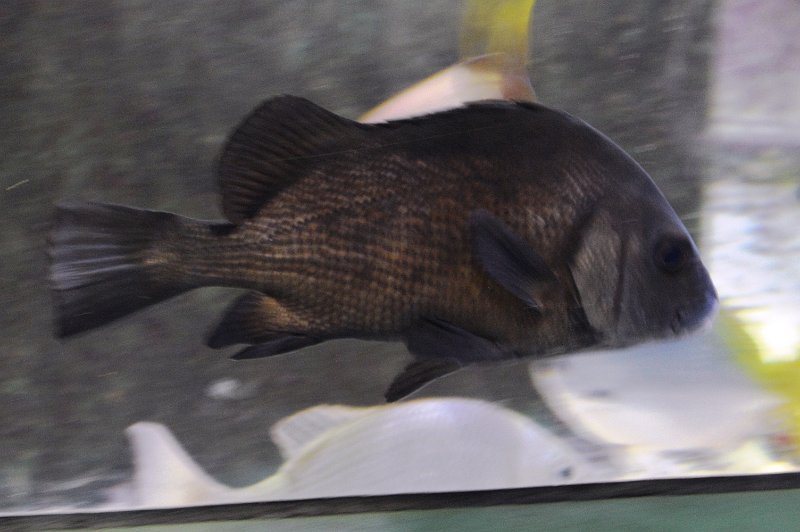 DSC_0053.JPG - Townsville; Great Barrier Reef Aquarium (Reef HQ)