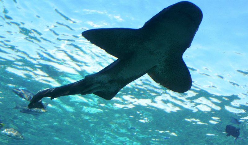 DSC_0061.JPG - shark tank