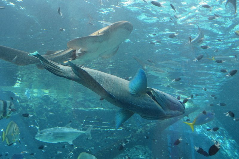 DSC_0068.JPG - shark tank