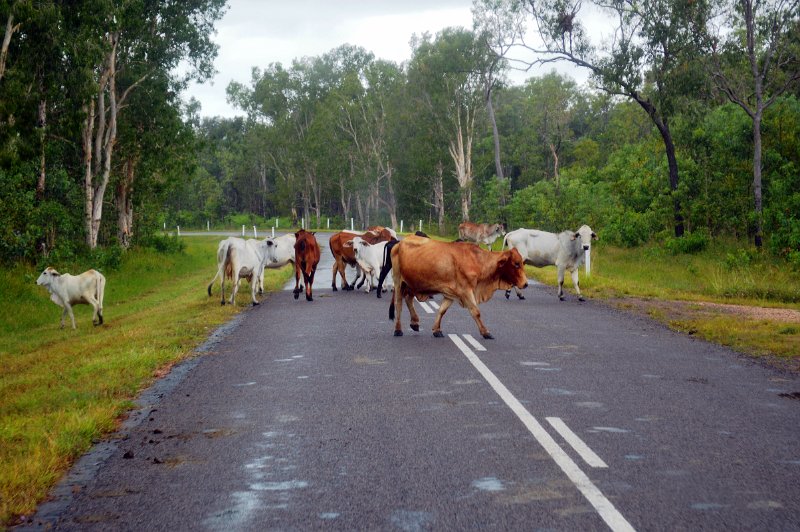 DSC_0097.JPG - Roaming cattle on the road to Wallaman Falls