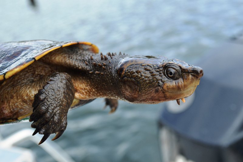 DSC_0025.JPG - Saw-Shelled Turtle has a horned plate on the top of the head
