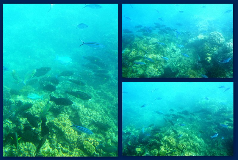 30CairnsReef8.jpg - Moore Reef pontoon - Joy's glass bottom boat tourMoore Reef pontoon - Joy's glass bottom boat tour