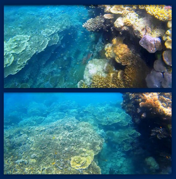 FromMovies3.jpg - Snorkelling at Moore Reef