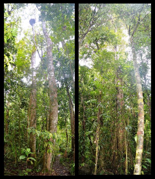 02Daintree5.jpg - Mossman Gorge