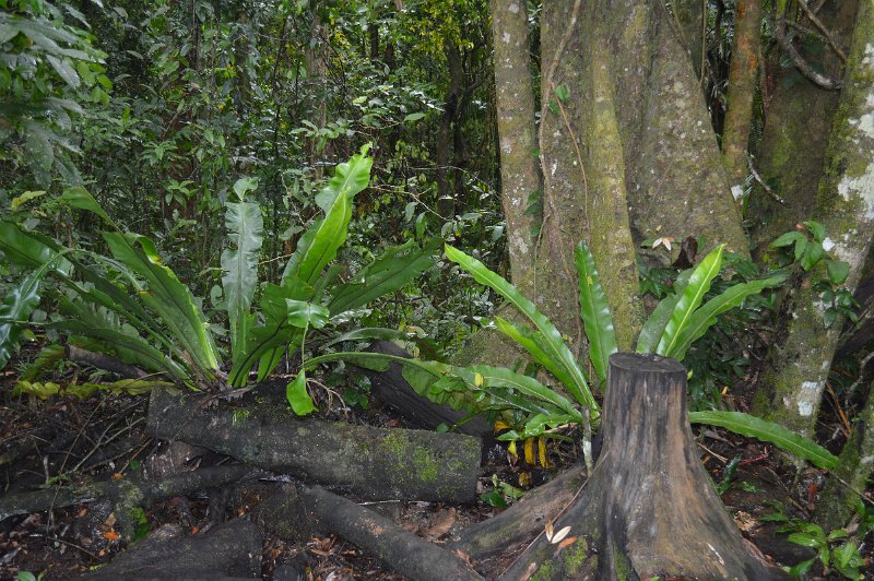 DSC_0030.JPG - Mossman Gorge