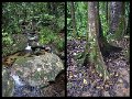 02Daintree13