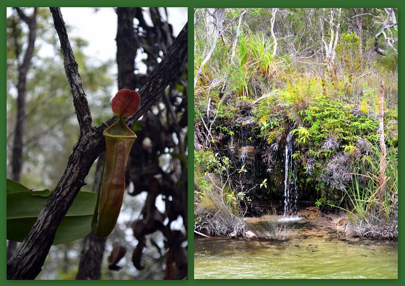 07TheTip8.jpg - Cape York - Carnivorous "pitcher plant" at Fruit Bat Falls on our return from Bamaga to the south