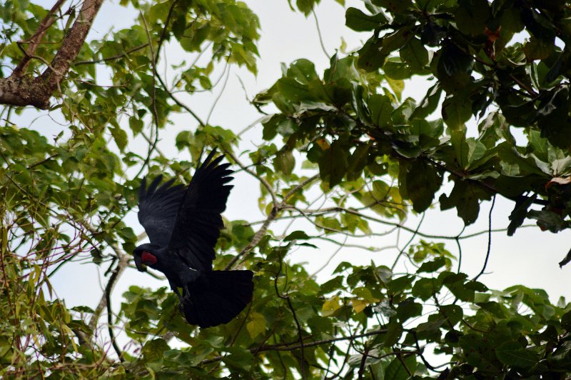 DSC_0193.JPG - Seisia - a rare Great Palm Cockatoo (page 244)