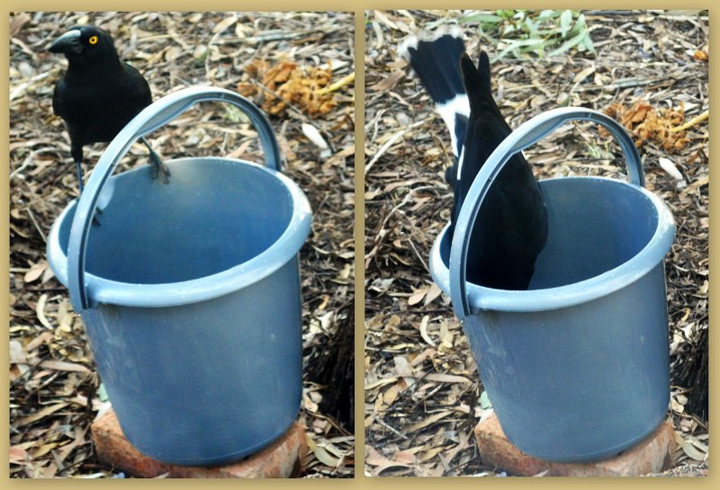 17Greenvale3.jpg - Undara - a Currawong taking a drink