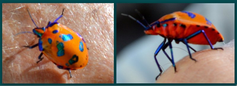 21Clermont8.jpg - and the beetle's under side is bright red