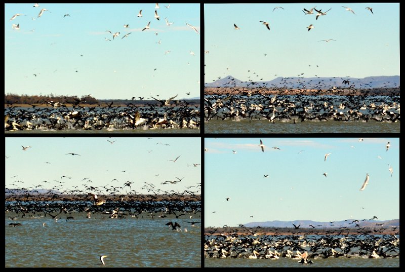 23Mrbn11.jpg - Lake Maraboon - amazing concentration of water birds.