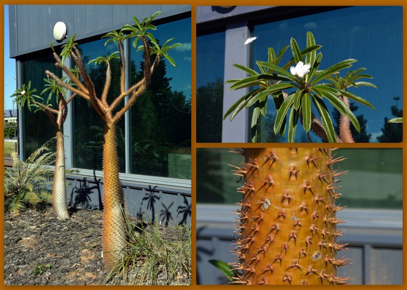25Rocky9.jpg - Blackwater Coal Centre - Japanese garden, Madagascar Palm