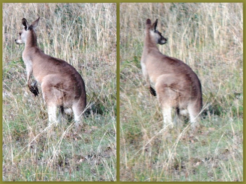02Maroon2.jpg - Lake Maroon early morning visitor