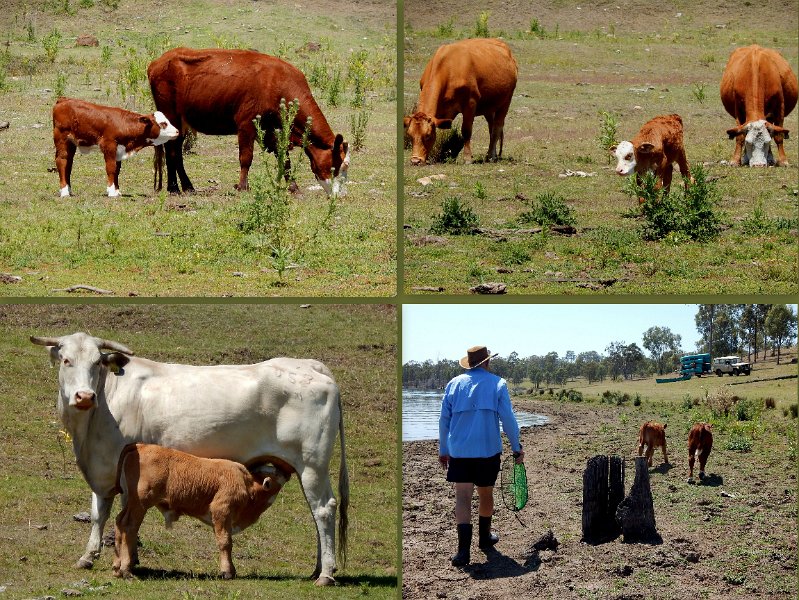 03Maroon2.jpg - Lake Maroon grazers