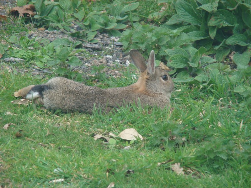DSC01034.JPG - M/H Park rabbit stew