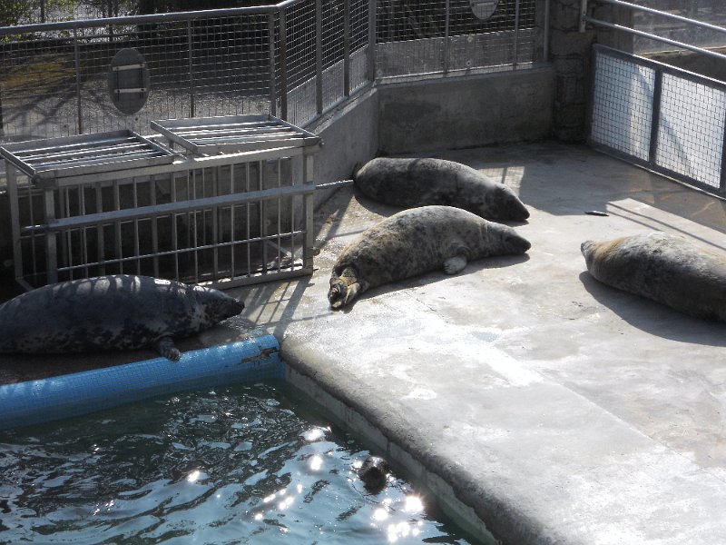 DSCN0485.JPG - Seal Sanctuary, at  Gweek