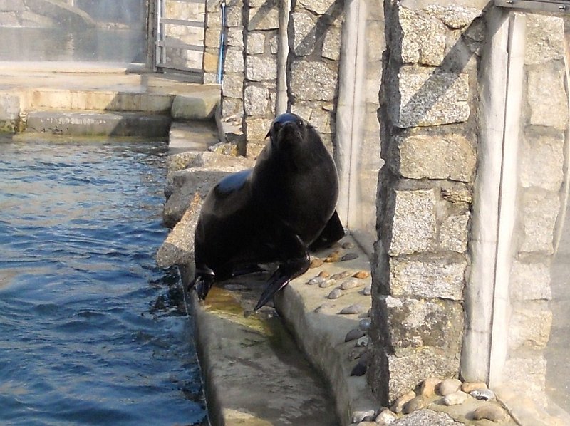 DSCN0499.JPG - Seal Sanctuary, at  Gweek