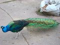 DSC00882