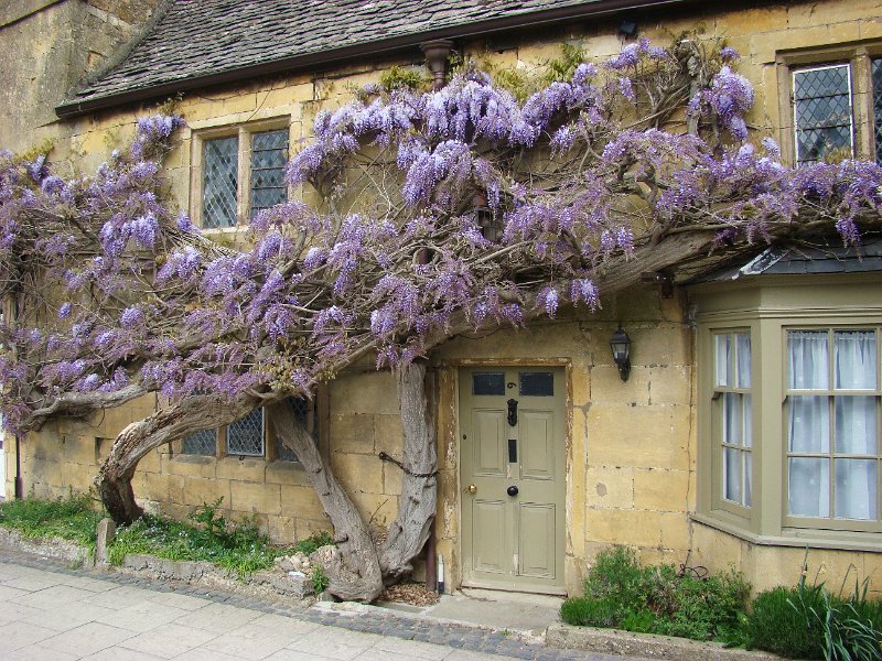 DSC02176.JPG - Broadway (Cotswolds) very old Wisteria