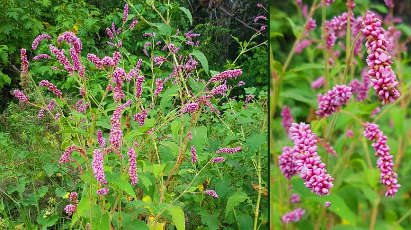 WayWorld.jpg - Persicaria